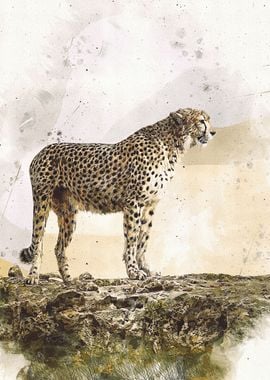 Cheetah