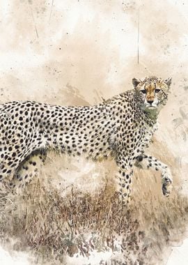 Cheetah