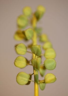 Wild muscari flower fruits