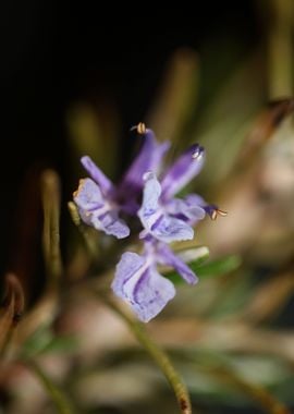 Rosmarinus flower close up