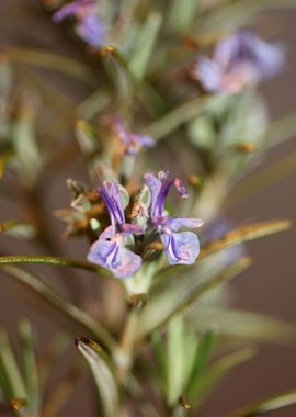 Rosmarinus flowering macro