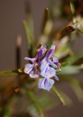 Rosemary aromatic flower