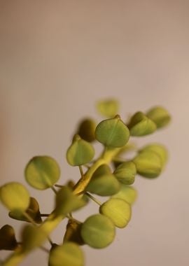 Wild muscari flower fruits