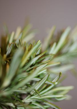 Rosemary aromatic flower