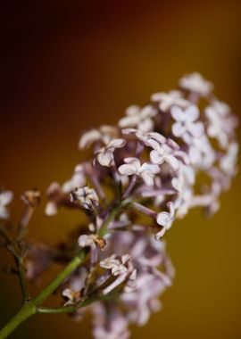 Syringa flower background