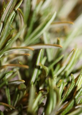 Rosmarinus flowering macro