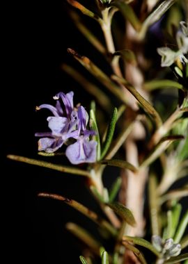 Rosmarinus flower close up