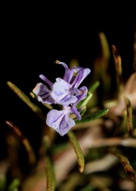 Rosmarinus flower close up