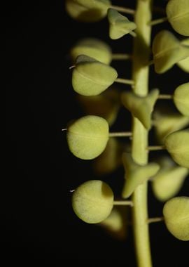 Muscari flower fruit macro