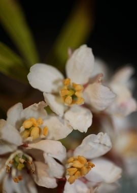 Choisya flower blossoming