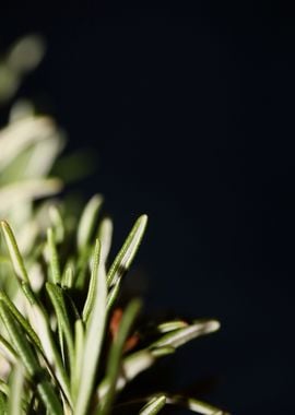 Rosemary flowering macro