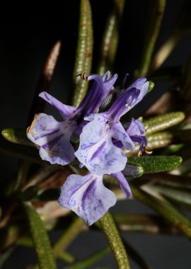 Rosemary flowering macro