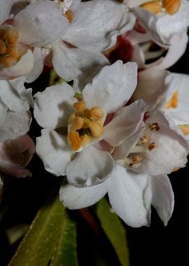 Choisya flowering rutaceae