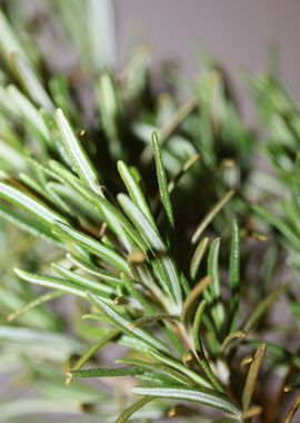 Rosemary flowering macro