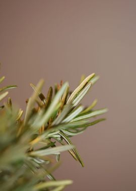 Rosemary aromatic flower