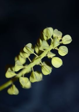 Muscari flower fruit macro