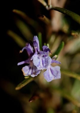 Rosemary flowering macro