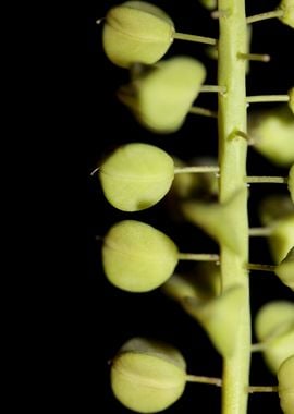 Muscari neglectum fruits