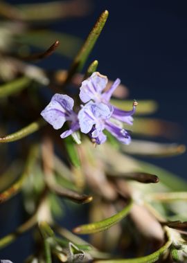 Rosmarinus blossom macro