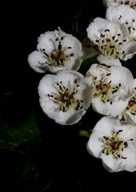 Crataegus flowers blossom