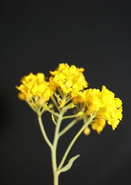 Aurinia flowering close up