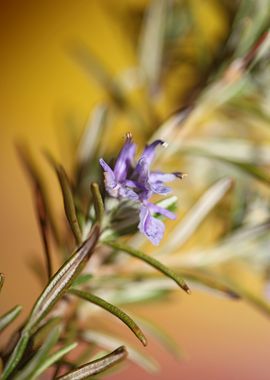 Rosmarinus flowering macro