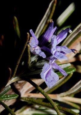 Rosmarinus flower close up