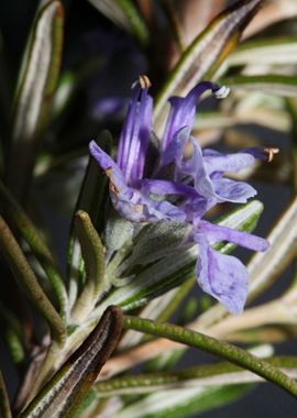 Rosmarinus flowering macro