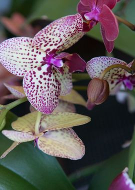 white orchid in bloom in t