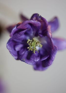 Aquilegia flower close up