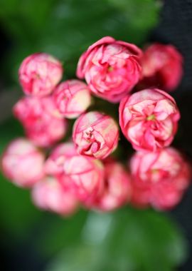 Crataegus laevigata flower