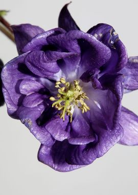 Flower blossom Aquilegia