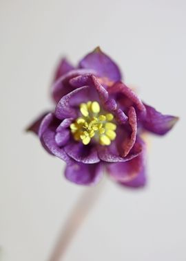 Flower blossom Aquilegia