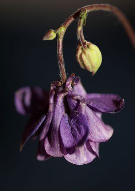 Purple Aquilegia flowering