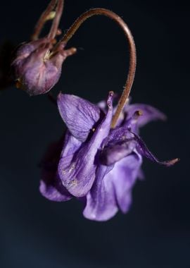 Flower blossom Aquilegia