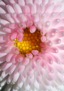 White bellis flower macro