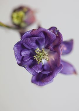 Purple Aquilegia flowering