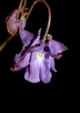 Aquilegia vulgaris flower