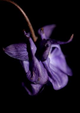 Aquilegia vulgaris flower