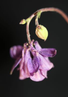 Aquilegia flower close up