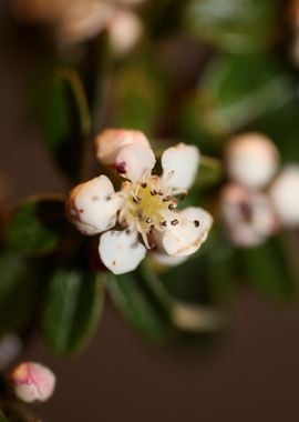 Cotoneaster flower blossom