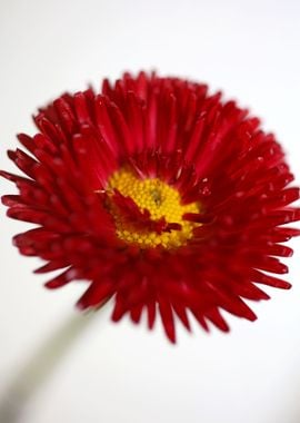 Red flower Bellis perennis