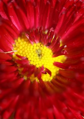 Red flower Bellis perennis