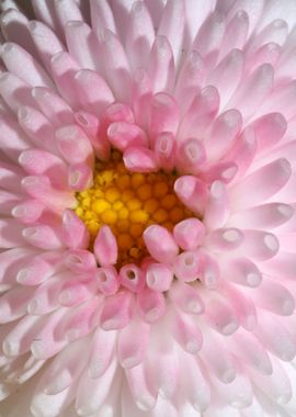 White bellis flower macro