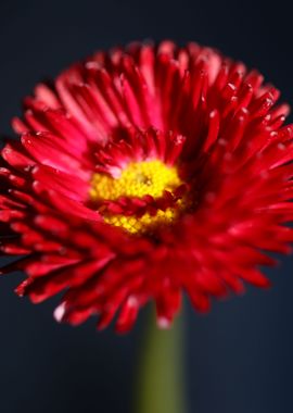 Red flower Bellis perennis