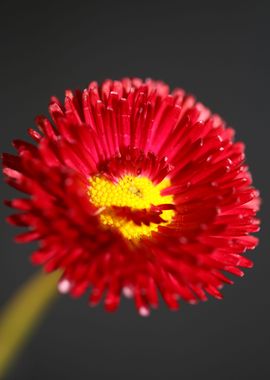 Red flower Bellis perennis