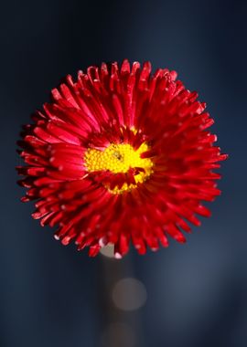 Red flower Bellis perennis