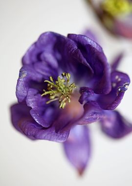 Flower blossom Aquilegia