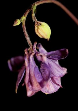 Aquilegia vulgaris flower