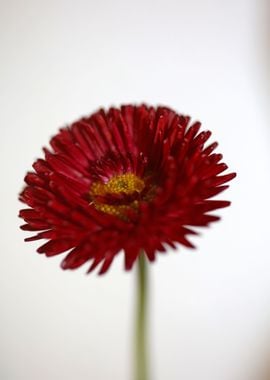 Red flower Bellis perennis